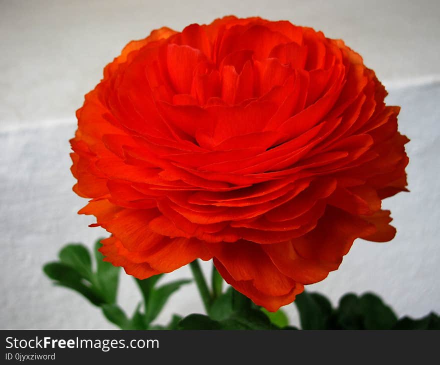 Flower, Orange, Rose, Petal