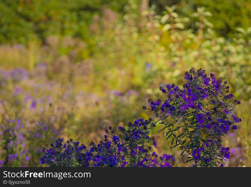 Flower, Plant, Flora, Wildflower