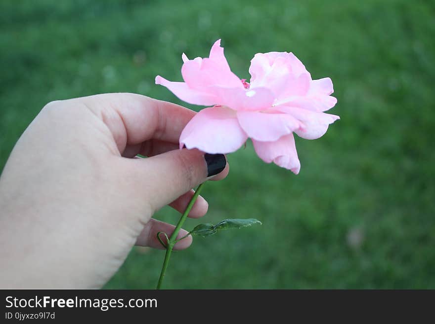 Flower, Pink, Plant, Flora