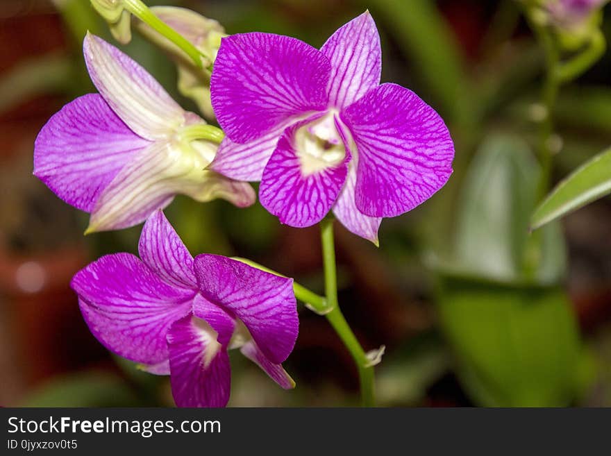 Flower, Flowering Plant, Plant, Purple