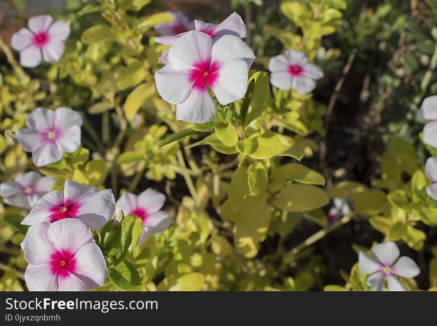 Flower, Plant, Flora, Flowering Plant