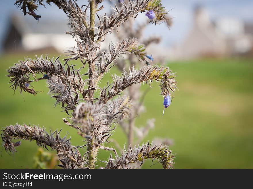 Vegetation, Plant, Branch, Flora