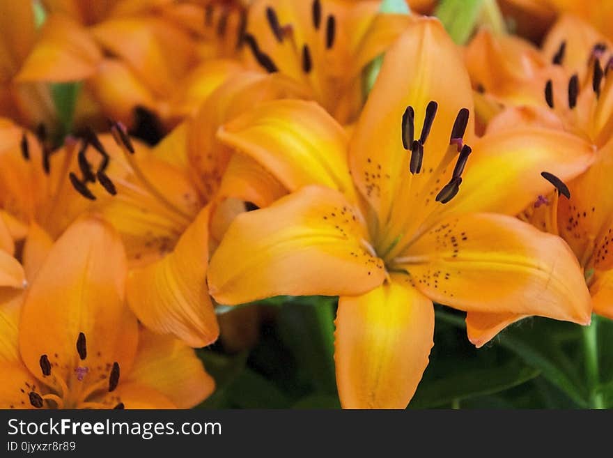 Flower, Lily, Yellow, Plant