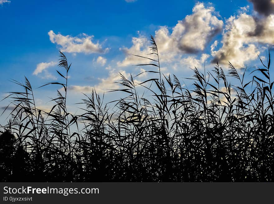 Sky, Cloud, Phragmites, Grass Family