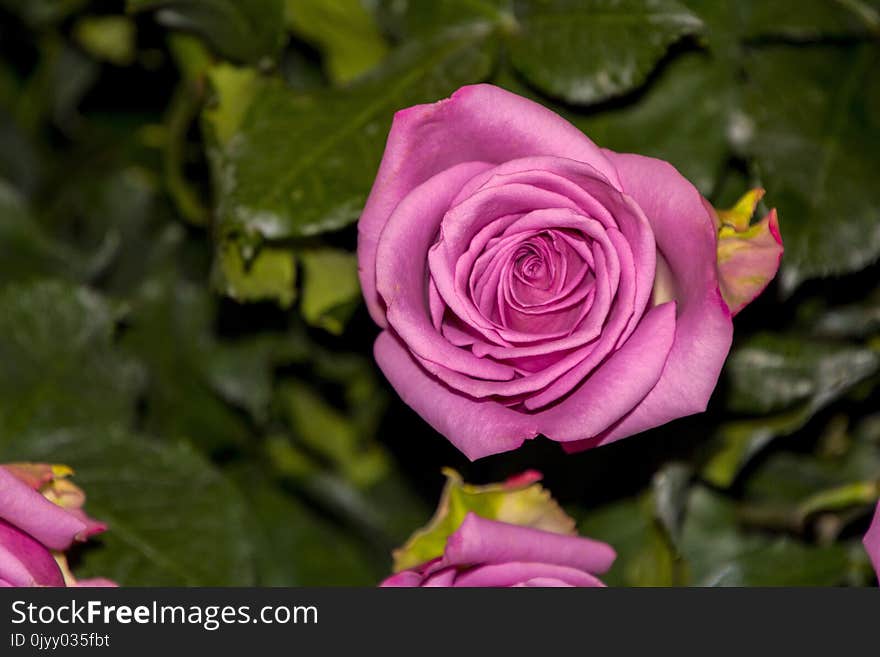 Flower, Rose, Rose Family, Pink