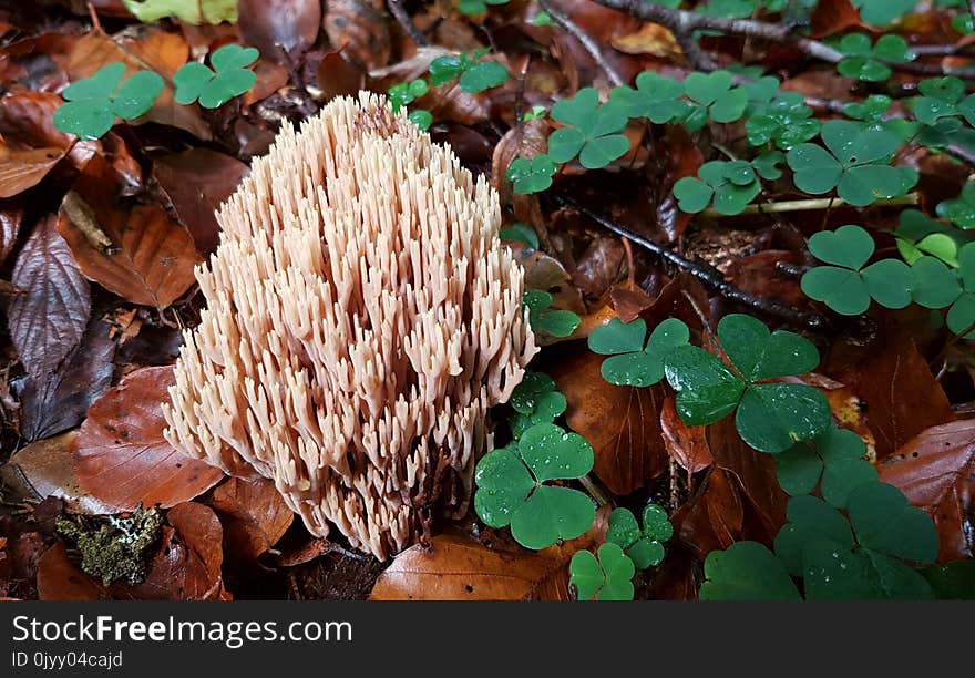 Fungus, Leaf, Mushroom, Medicinal Mushroom