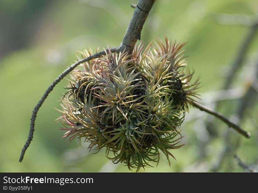 Flora, Plant, Burdock, Branch