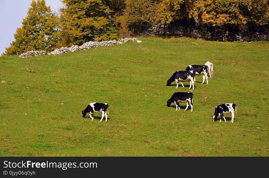 Grassland, Pasture, Grazing, Herd