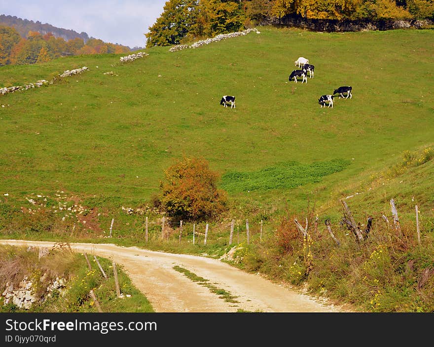 Grassland, Pasture, Hill, Grass