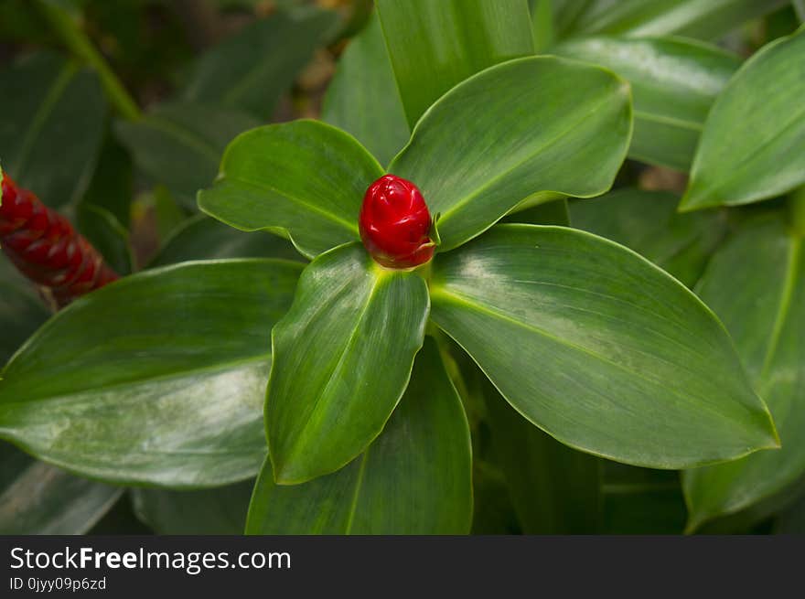 Plant, Leaf, Vegetation, Flora