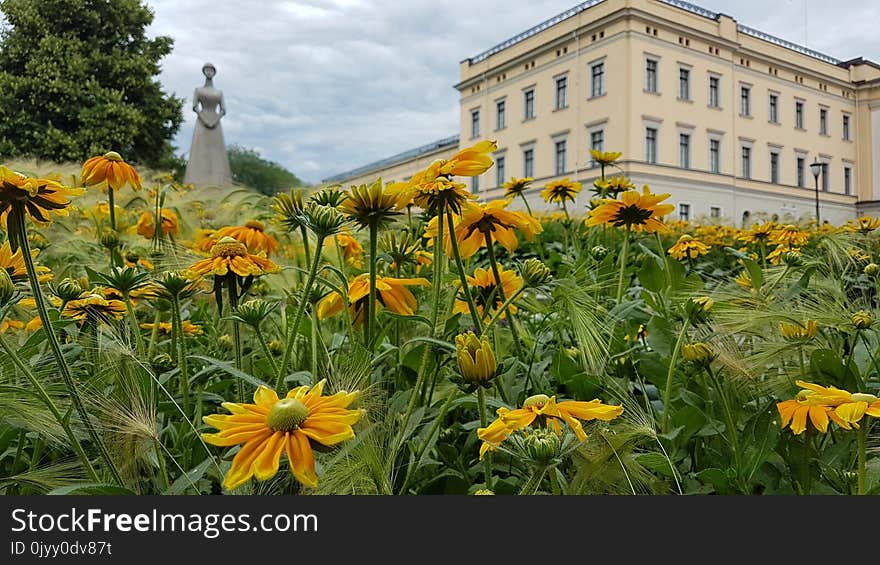 Flower, Plant, Yellow, Flowering Plant