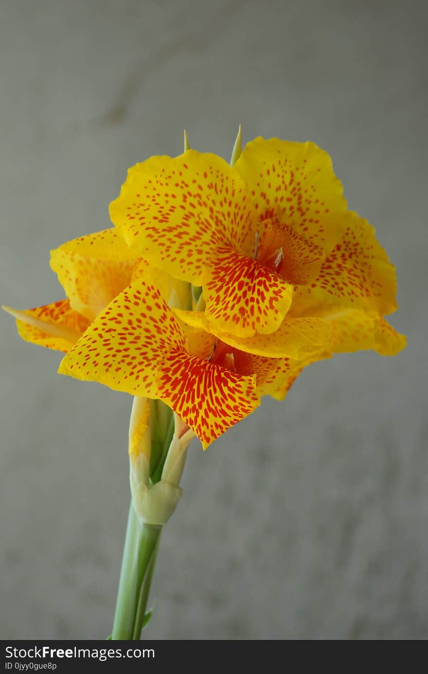 Flower, Yellow, Flora, Orange