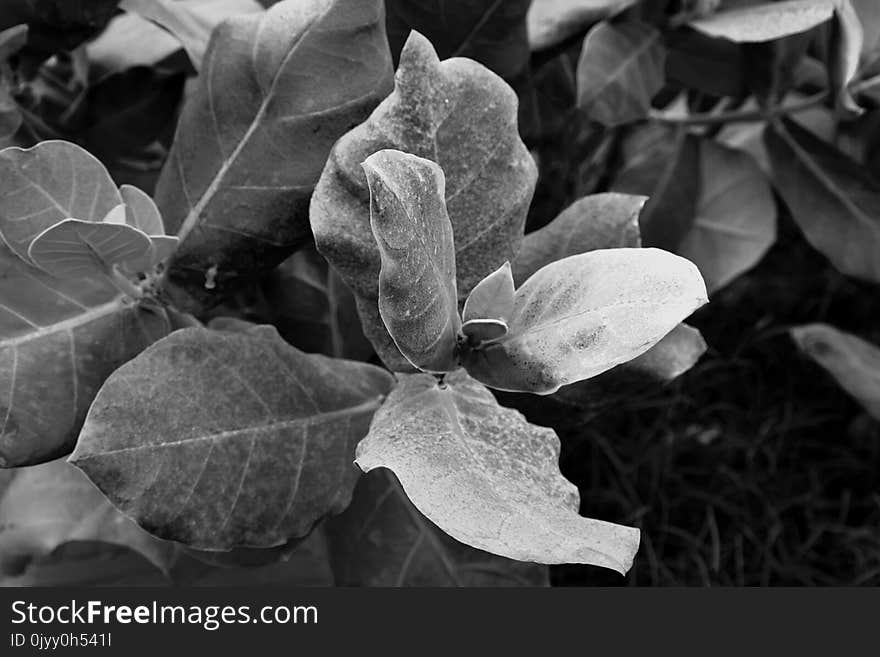 White, Black And White, Flora, Monochrome Photography