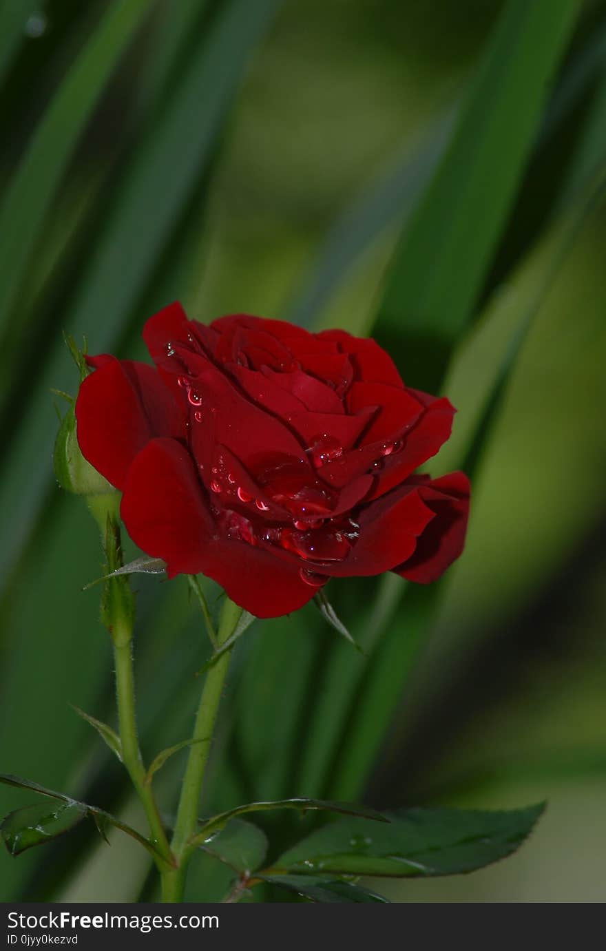 Flower, Red, Rose Family, Rose