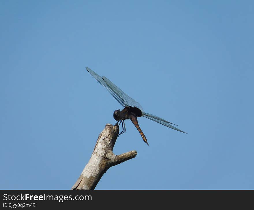 Sky, Wing, Insect, Dragonfly