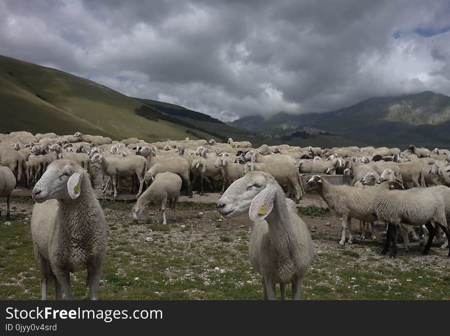 Herd, Sheep, Pasture, Grazing