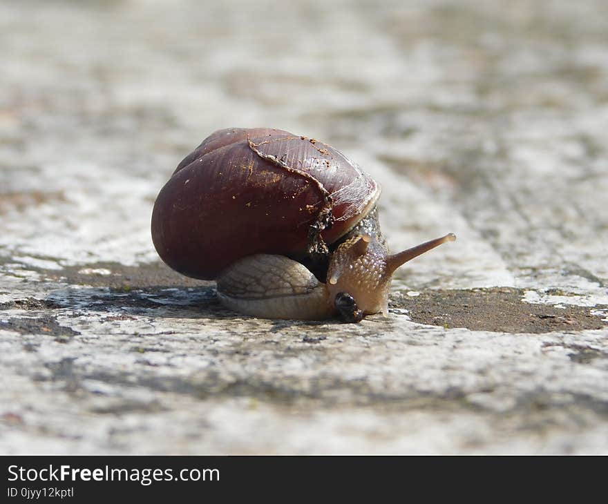 Snails And Slugs, Snail, Molluscs, Slug