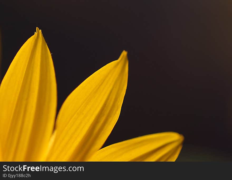 Flower, Yellow, Sunflower, Close Up