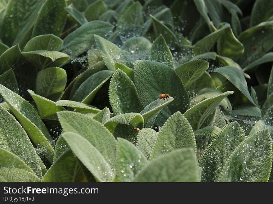 Plant, Vegetation, Leaf, Flora