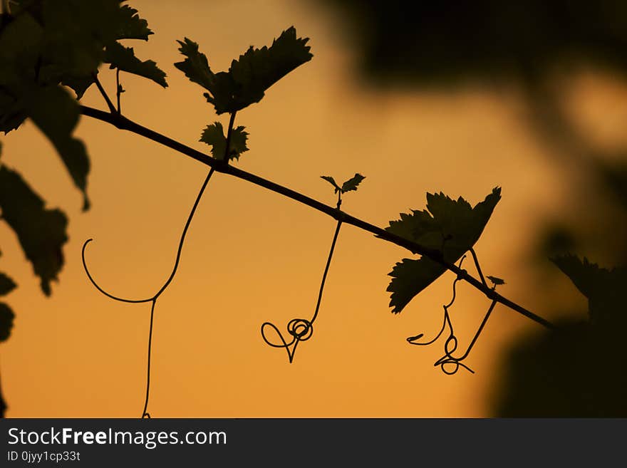 Leaf, Branch, Silhouette, Flora