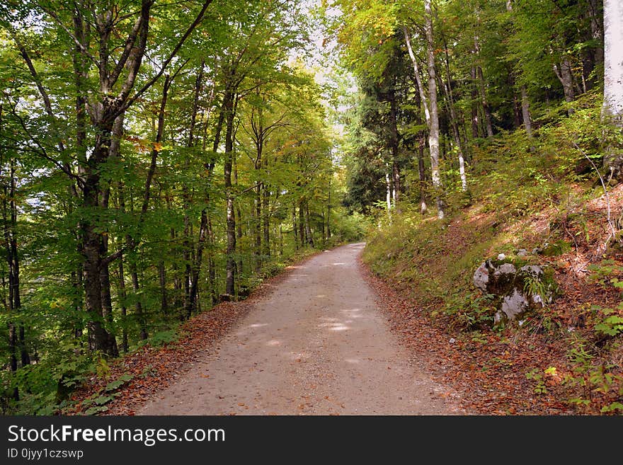 Path, Woodland, Ecosystem, Nature Reserve