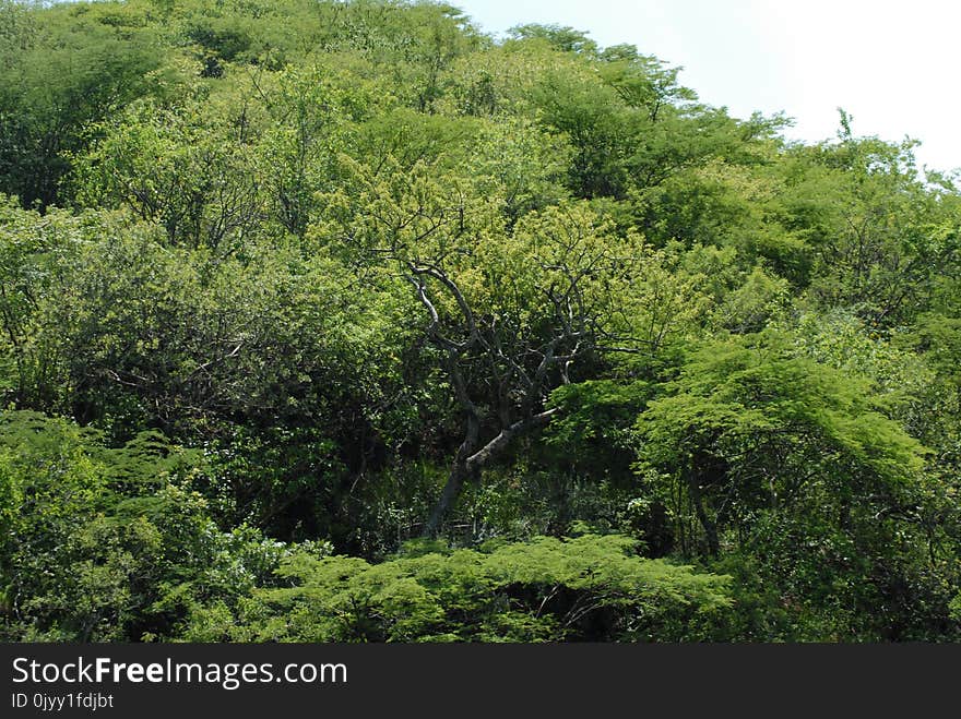 Vegetation, Ecosystem, Nature Reserve, Forest