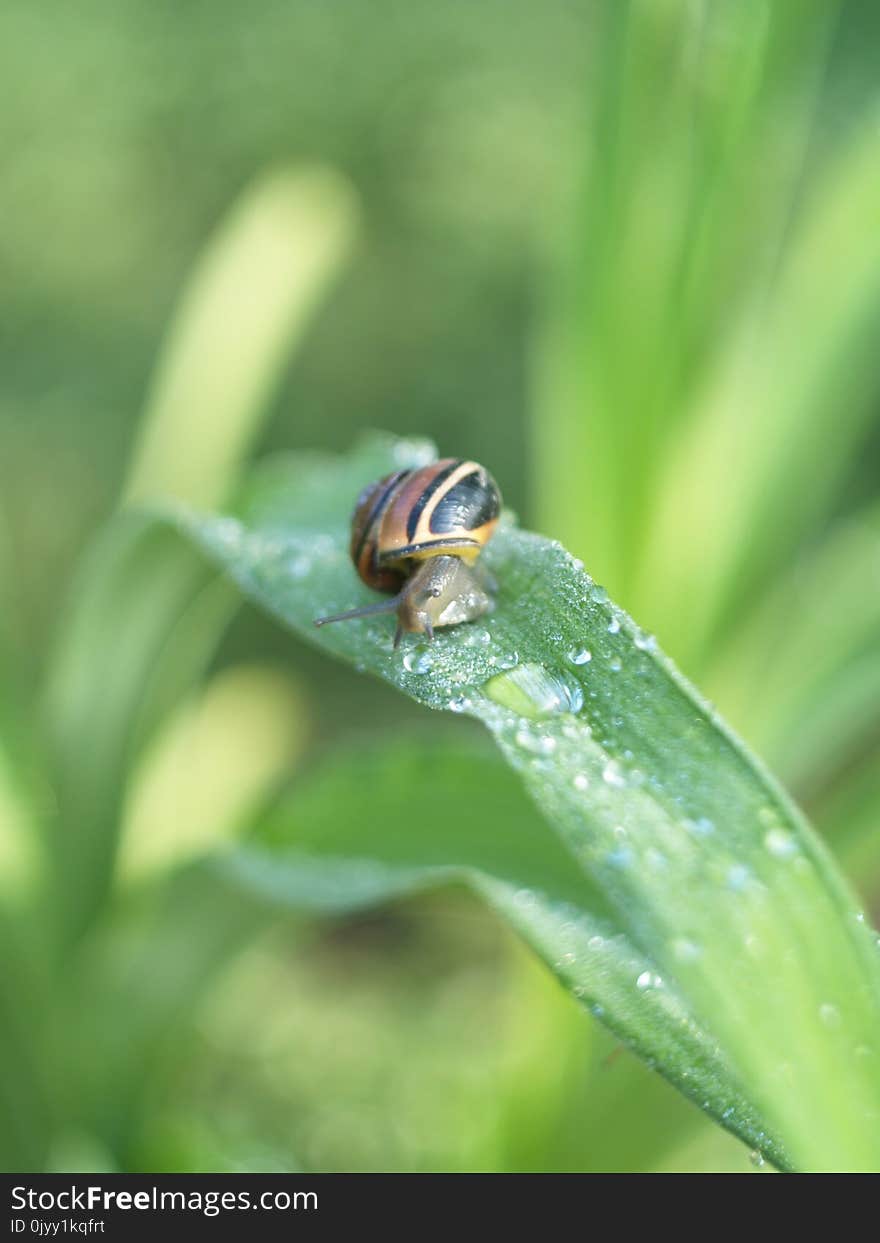 Insect, Macro Photography, Close Up, Moisture