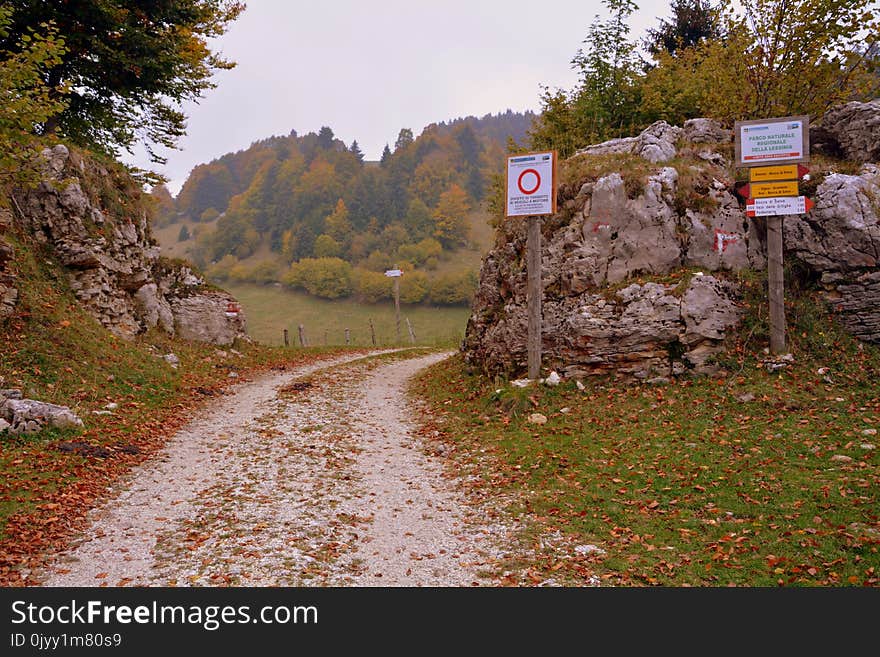 Road, Path, Wilderness, Leaf