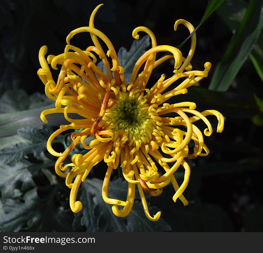 Flower, Yellow, Plant, Flora