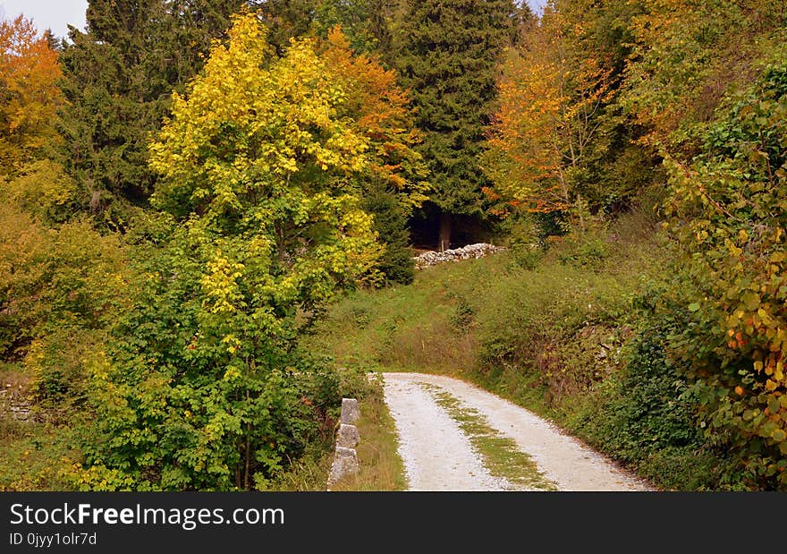 Nature, Leaf, Autumn, Path