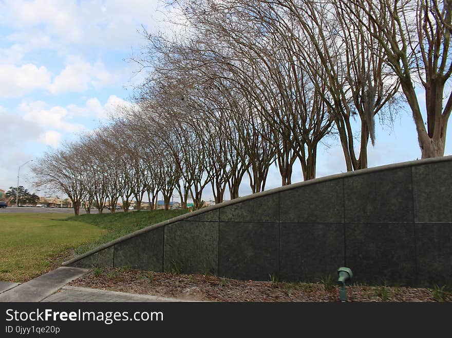 Tree, Wall, Plant, Architecture