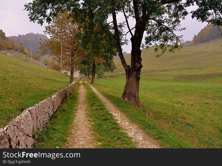 Tree, Path, Grassland, Pasture