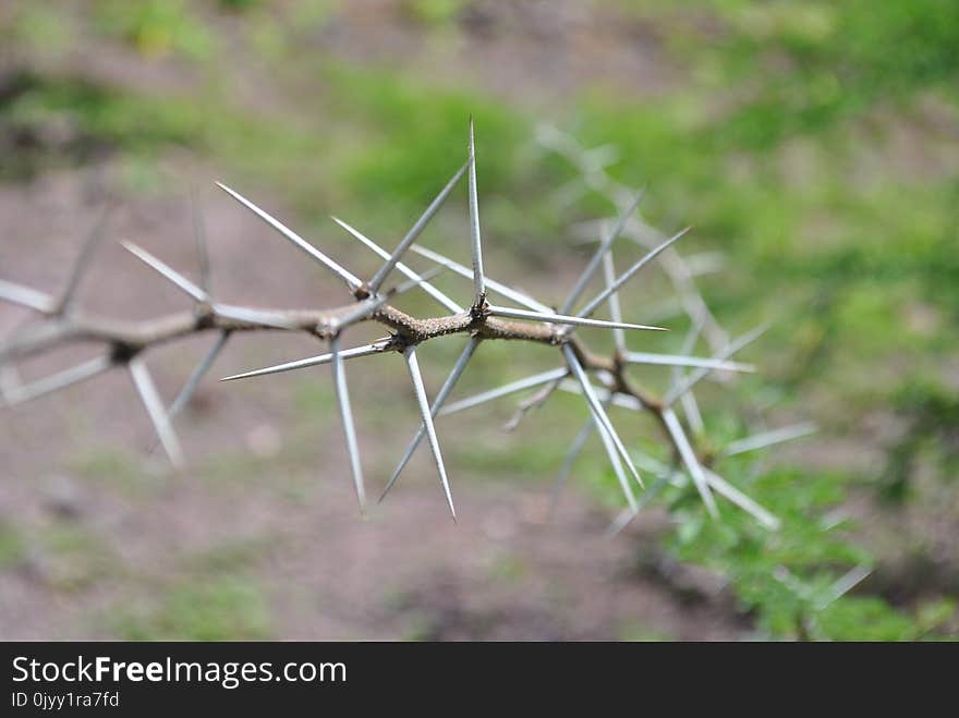 Grass, Grass Family, Thorns Spines And Prickles, Twig