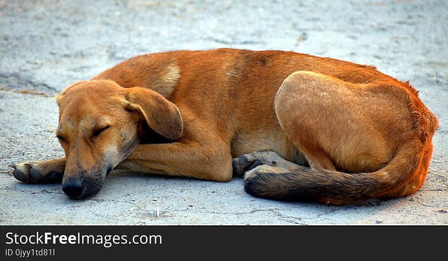 Dog, Dog Breed, Street Dog, Snout