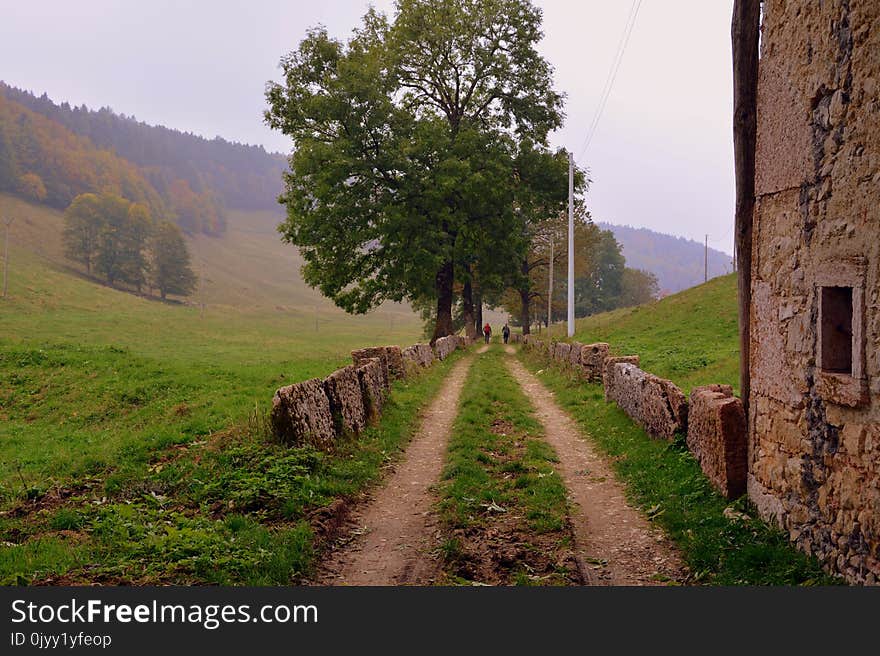 Tree, Highland, Path, Sky