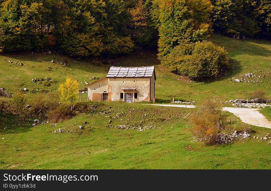 Pasture, Rural Area, Leaf, Grass