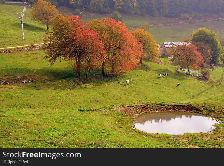 Nature, Leaf, Pasture, Grassland