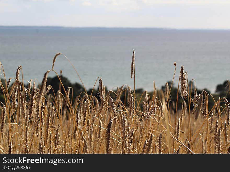 Grass Family, Phragmites, Sky, Crop