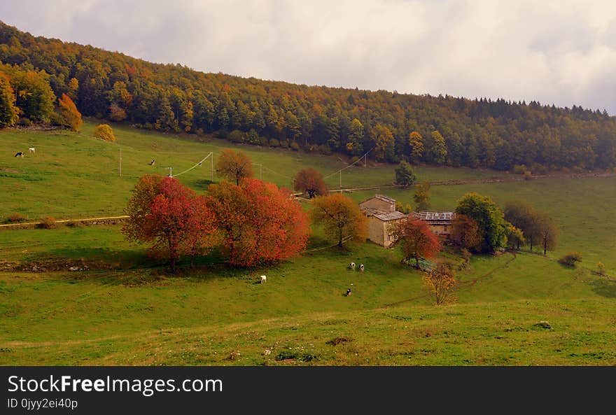 Grassland, Nature, Highland, Pasture