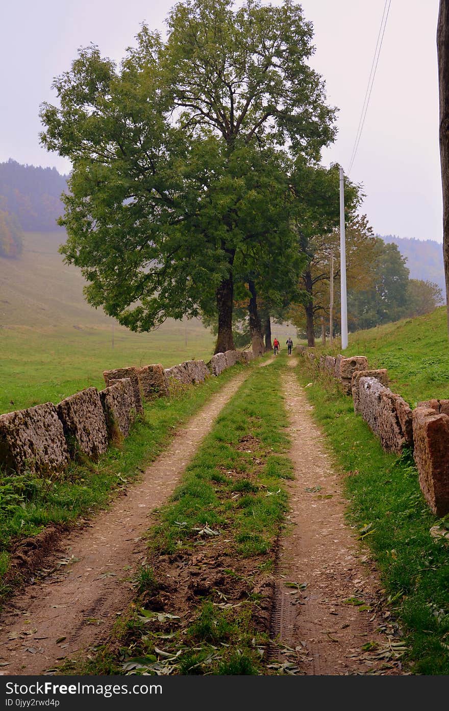 Tree, Path, Sky, Road