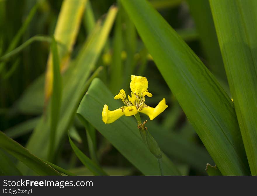 Flora, Flower, Plant, Wildflower