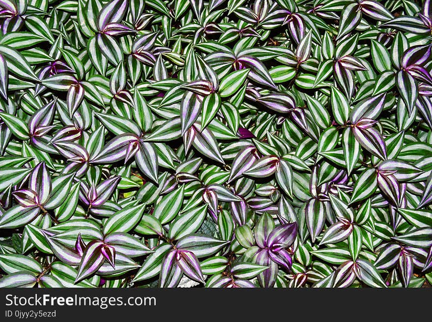 Plant, Groundcover, Grass, Pattern