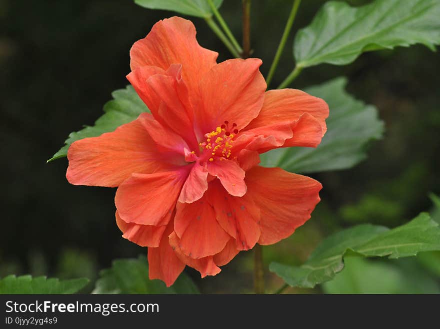 Flower, Flowering Plant, Plant, Hibiscus