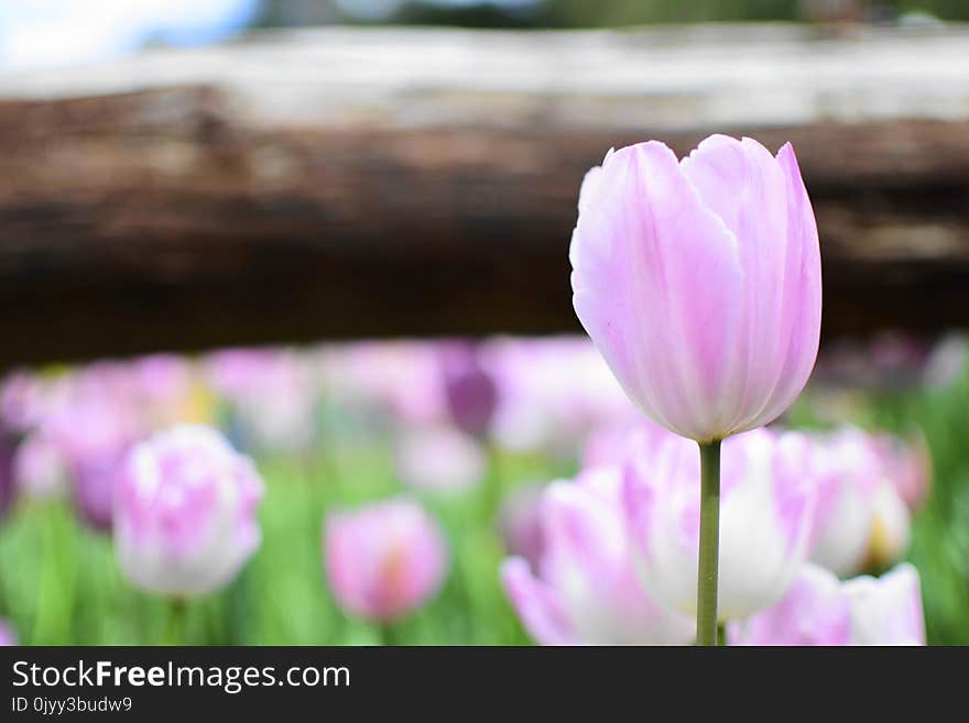 Flower, Flowering Plant, Plant, Tulip