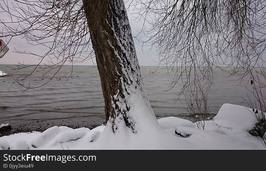 Snow, Winter, Water, Tree