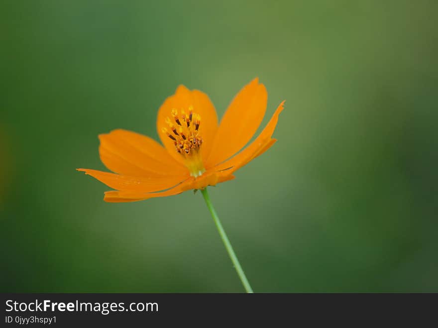 Flower, Yellow, Wildflower, Orange