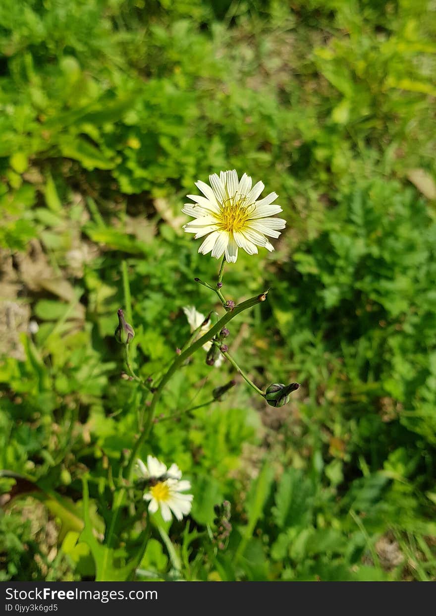 Flower, Flora, Plant, Chamaemelum Nobile