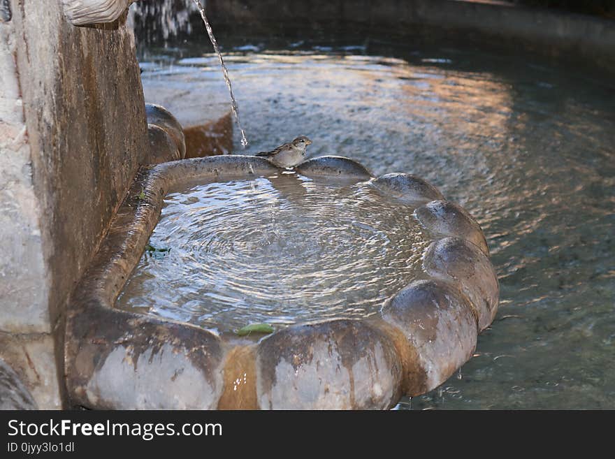 Water, Water Resources, Pond, Water Feature