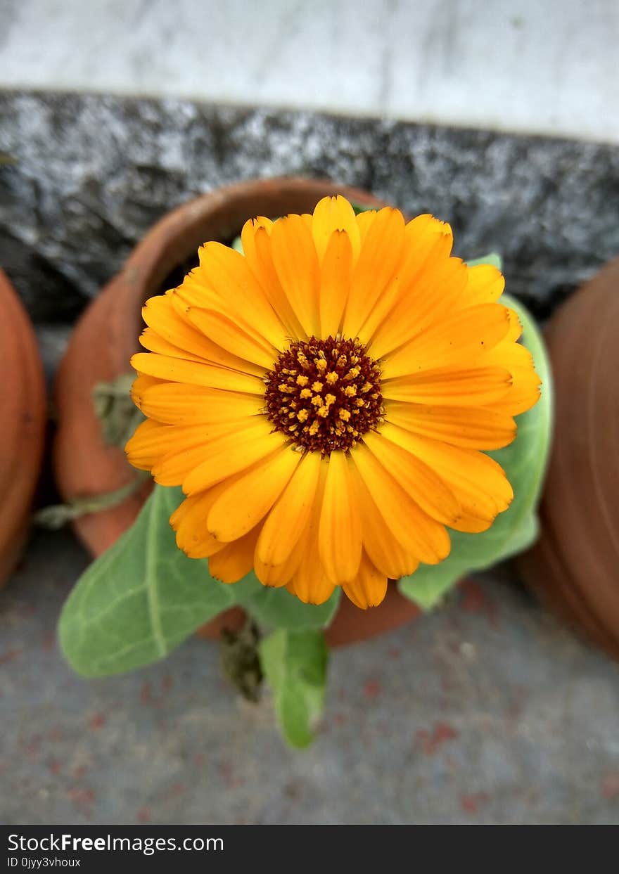 Flower, Yellow, Flora, Calendula