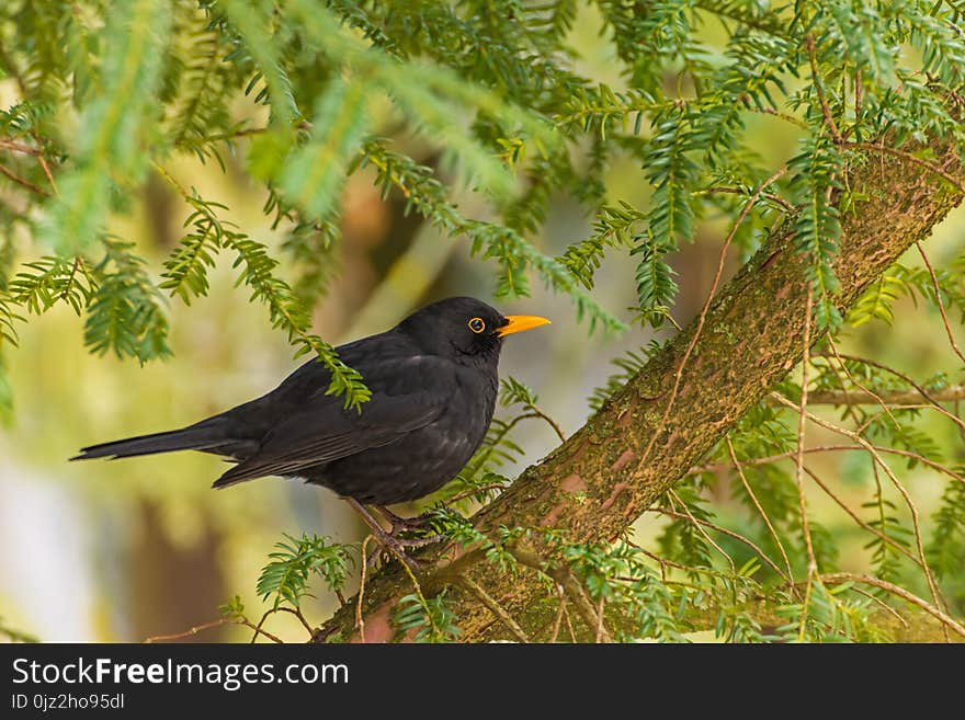 Thrush On Coniferous Tree